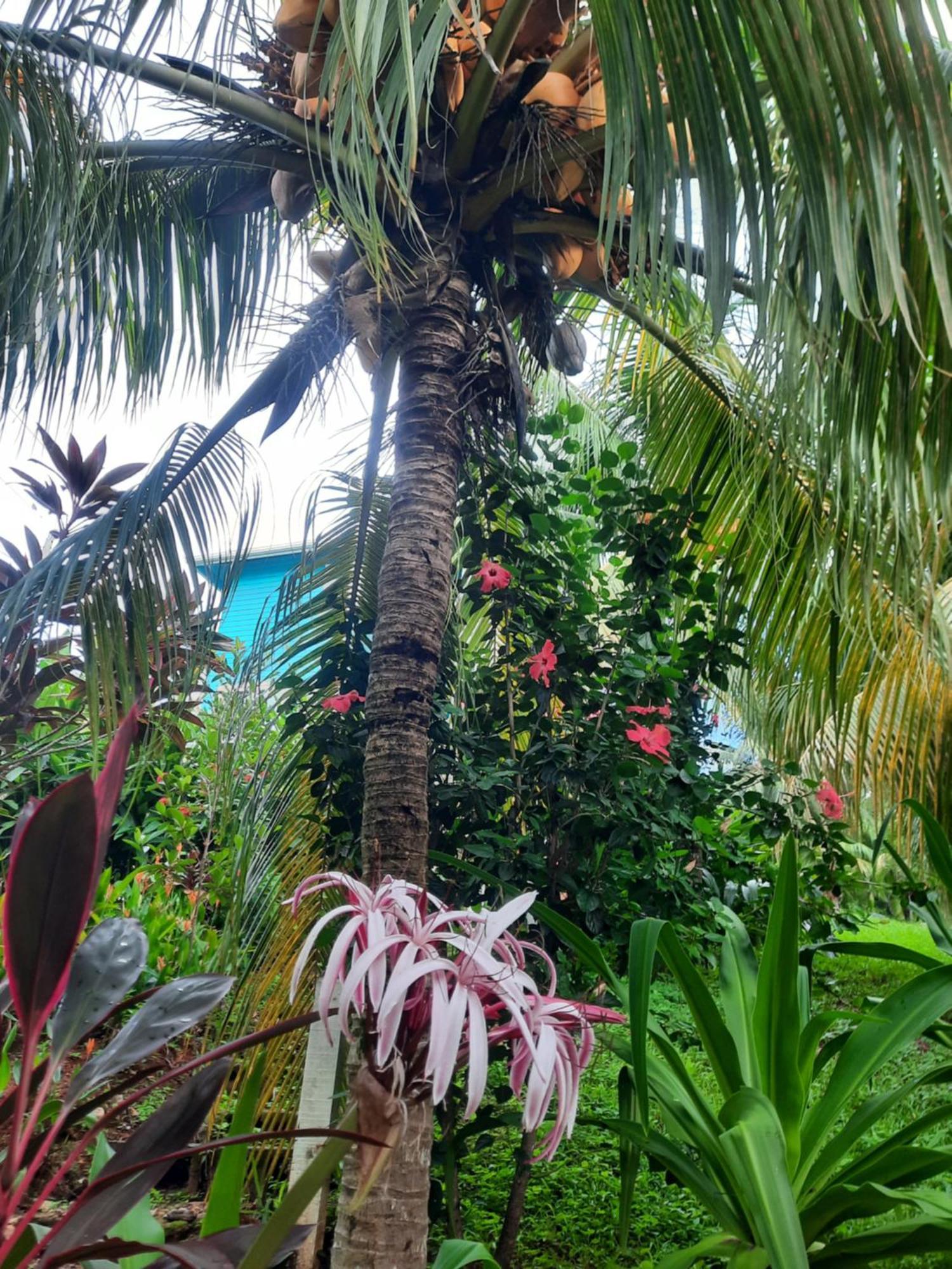 Guava Grove Resort & Villas Sandy Bay Bagian luar foto